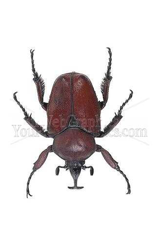 photo - beetle-jpg